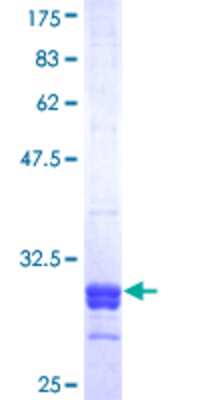 SDS-PAGE: Recombinant Human SRD5A2 GST (N-Term) Protein [H00006716-Q01]