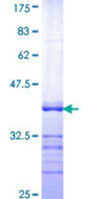 SDS-PAGE: Recombinant Human Serum Response Factor SRF GST (N-Term) Protein [H00006722-Q01]