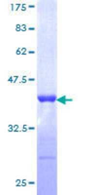 SDS-PAGE: Recombinant Human TRIM21/SSA1 GST (N-Term) Protein [H00006737-Q01]