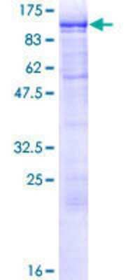 SDS-PAGE: Recombinant Human SSRP1 GST (N-Term) Protein [H00006749-P01]