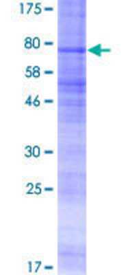 SDS-PAGE: Recombinant Human Somatostatin R3/SSTR3 GST (N-Term) Protein [H00006753-P01]