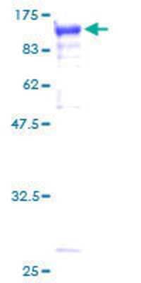 SDS-PAGE: Recombinant Human STAT3 GST (N-Term) Protein [H00006774-P01]