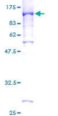 SDS-PAGE: Recombinant Human STAT4 GST (N-Term) Protein [H00006775-P01]