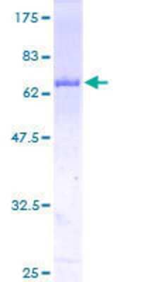 SDS-PAGE: Recombinant Human STAT5b GST (N-Term) Protein [H00006777-P01]