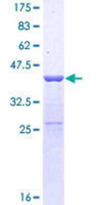 SDS-PAGE: Recombinant Human Suppressor of Ty 4 homolog 1 GST (N-Term) Protein [H00006827-P02]