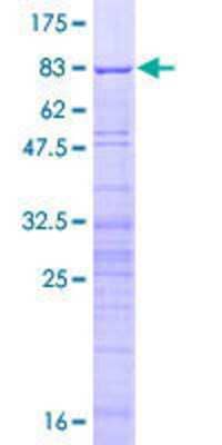 SDS-PAGE: Recombinant Human Surf6 GST (N-Term) Protein [H00006838-P01]