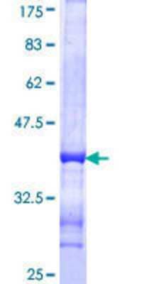 SDS-PAGE: Recombinant Human Synapsin II GST (N-Term) Protein [H00006854-Q01]