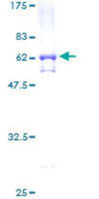 SDS-PAGE: Recombinant Human ADA2a GST (N-Term) Protein [H00006871-P01]