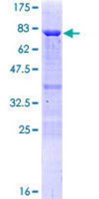 SDS-PAGE: Recombinant Human TAF7 GST (N-Term) Protein [H00006879-P01]