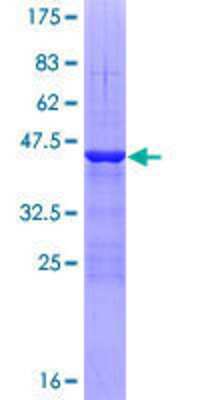 SDS-PAGE: Recombinant Human TAF13 GST (N-Term) Protein [H00006884-P01]