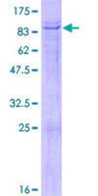 SDS-PAGE: Recombinant Human TBX5 GST (N-Term) Protein [H00006910-P01]