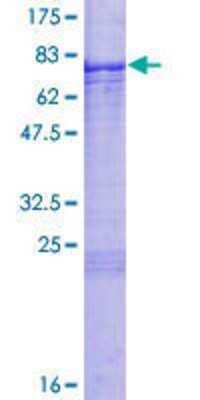 SDS-PAGE: Recombinant Human TBX6 GST (N-Term) Protein [H00006911-P01]