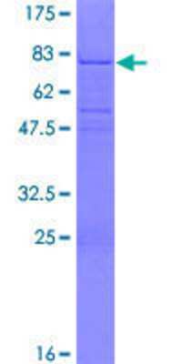 SDS-PAGE: Recombinant Human TCF7/TCF1 GST (N-Term) Protein [H00006932-P01]