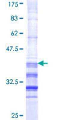 SDS-PAGE: Recombinant Human TCF21 GST (N-Term) Protein [H00006943-Q01]