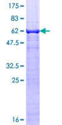 SDS-PAGE: Recombinant Human TEAD3 GST (N-Term) Protein [H00007005-P01]