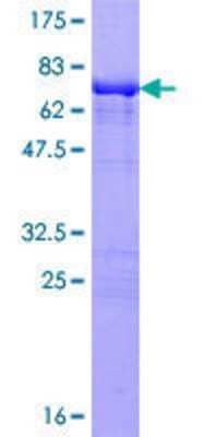 SDS-PAGE: Recombinant Human TFAP4 GST (N-Term) Protein [H00007023-P01]