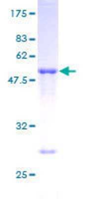 SDS-PAGE: Recombinant Human TIA1 GST (N-Term) Protein [H00007072-P01]