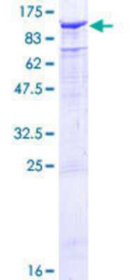 SDS-PAGE: Recombinant Human TLE2 GST (N-Term) Protein [H00007089-P01]