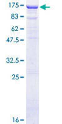 SDS-PAGE: Recombinant Human TLE4 GST (N-Term) Protein [H00007091-P01]