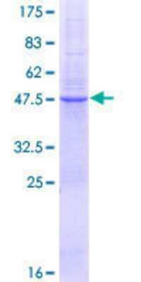 SDS-PAGE: Recombinant Human TSPAN8/TM4SF3 GST (N-Term) Protein [H00007103-P02]