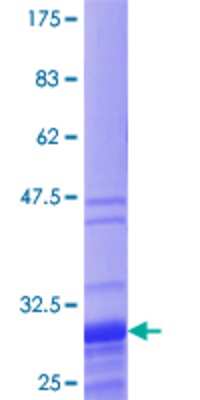 SDS-PAGE: Recombinant Human TNP1 GST (N-Term) Protein [H00007141-P01]