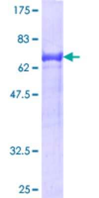 SDS-PAGE: Recombinant Human Tensin 1 GST (N-Term) Protein [H00007145-P01]