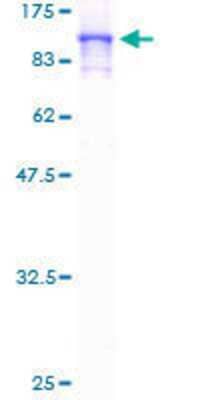 SDS-PAGE: Recombinant Human Tenascin X GST (N-Term) Protein [H00007148-P01]