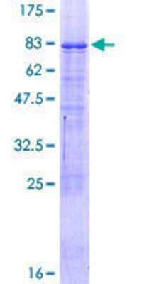 SDS-PAGE: Recombinant Human TR2/NR2C1 GST (N-Term) Protein [H00007181-P01]