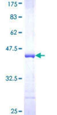 SDS-PAGE: Recombinant Human TRAF-6 GST (N-Term) Protein [H00007189-Q01]