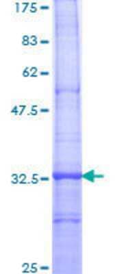 SDS-PAGE: Recombinant Human TRPC1 GST (N-Term) Protein [H00007220-Q01]