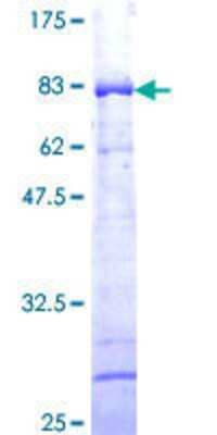 SDS-PAGE: Recombinant Human TTC4 GST (N-Term) Protein [H00007268-P01]