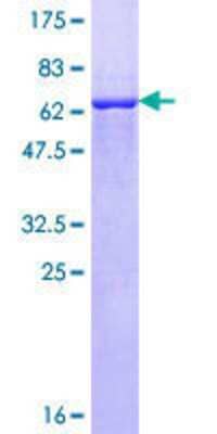 SDS-PAGE: Recombinant Human Titin GST (N-Term) Protein [H00007273-P01]