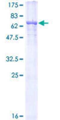 SDS-PAGE: Recombinant Human alpha Tubulin 3c GST (N-Term) Protein [H00007278-P01]