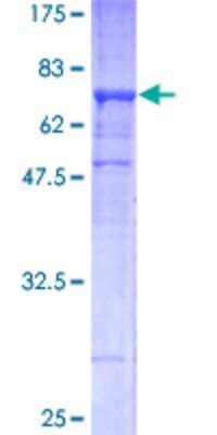 SDS-PAGE: Recombinant Human beta II Tubulin A GST (N-Term) Protein [H00007280-P01]