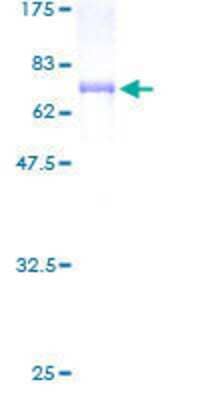 SDS-PAGE: Recombinant Human Tuftelin 1 GST (N-Term) Protein [H00007286-P01]