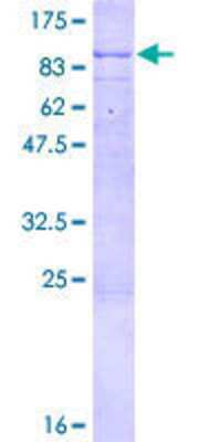 SDS-PAGE: Recombinant Human TULP2 GST (N-Term) Protein [H00007288-P01]