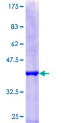 SDS-PAGE: Recombinant Human HIRA GST (N-Term) Protein [H00007290-Q01]