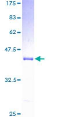 SDS-PAGE: Recombinant Human UQCRB GST (N-Term) Protein [H00007381-P01]