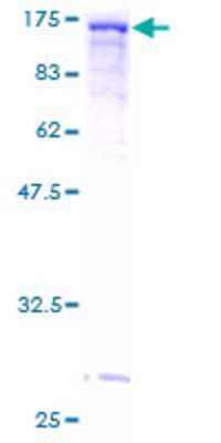 SDS-PAGE: Recombinant Human Vinculin GST (N-Term) Protein [H00007414-P01]