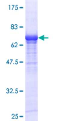 SDS-PAGE: Recombinant Human Villin 1 GST (N-Term) Protein [H00007429-P01]