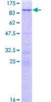 SDS-PAGE: Recombinant Human WHSC1 GST (N-Term) Protein [H00007468-P01]