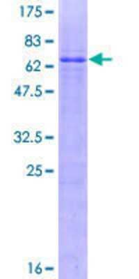 SDS-PAGE: Recombinant Human ZFPL1 GST (N-Term) Protein [H00007542-P01]