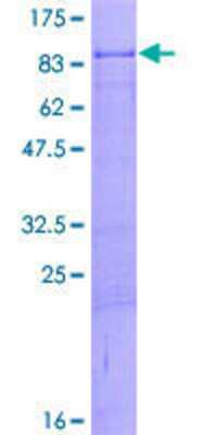 SDS-PAGE: Recombinant Human ZNF8 GST (N-Term) Protein [H00007554-P01]