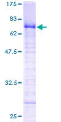 SDS-PAGE: Recombinant Human ZNF24 GST (N-Term) Protein [H00007572-P01]