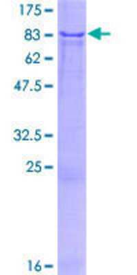 SDS-PAGE: Recombinant Human ZNF37A GST (N-Term) Protein [H00007587-P01]