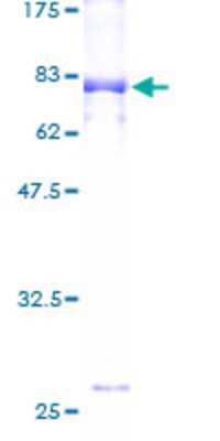 SDS-PAGE: Recombinant Human ZBTB25 GST (N-Term) Protein [H00007597-P01]