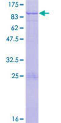 SDS-PAGE: Recombinant Human ZNF74 GST (N-Term) Protein [H00007625-P01]