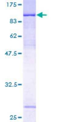 SDS-PAGE: Recombinant Human ZNF131 GST (N-Term) Protein [H00007690-P01]