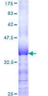 SDS-PAGE: Recombinant Human ZNF131 GST (N-Term) Protein [H00007690-Q01]