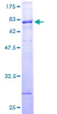 SDS-PAGE: Recombinant Human ZNF140 GST (N-Term) Protein [H00007699-P01]